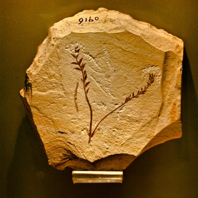 早期被子植物——辽宁古果