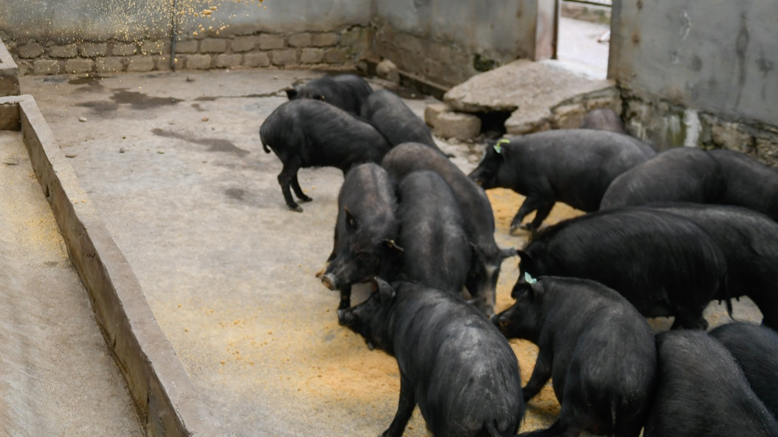 零的突破!西藏首例克隆藏猪诞生