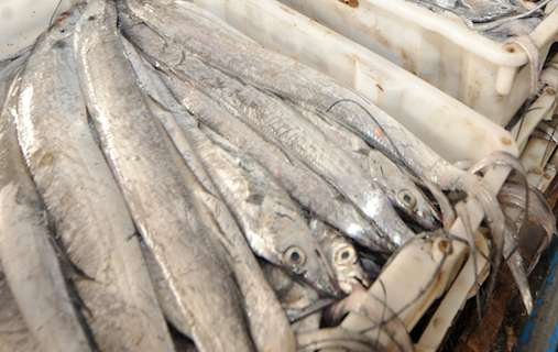 天津发现一批印度进口冻带鱼外包装阳性,未流入市场