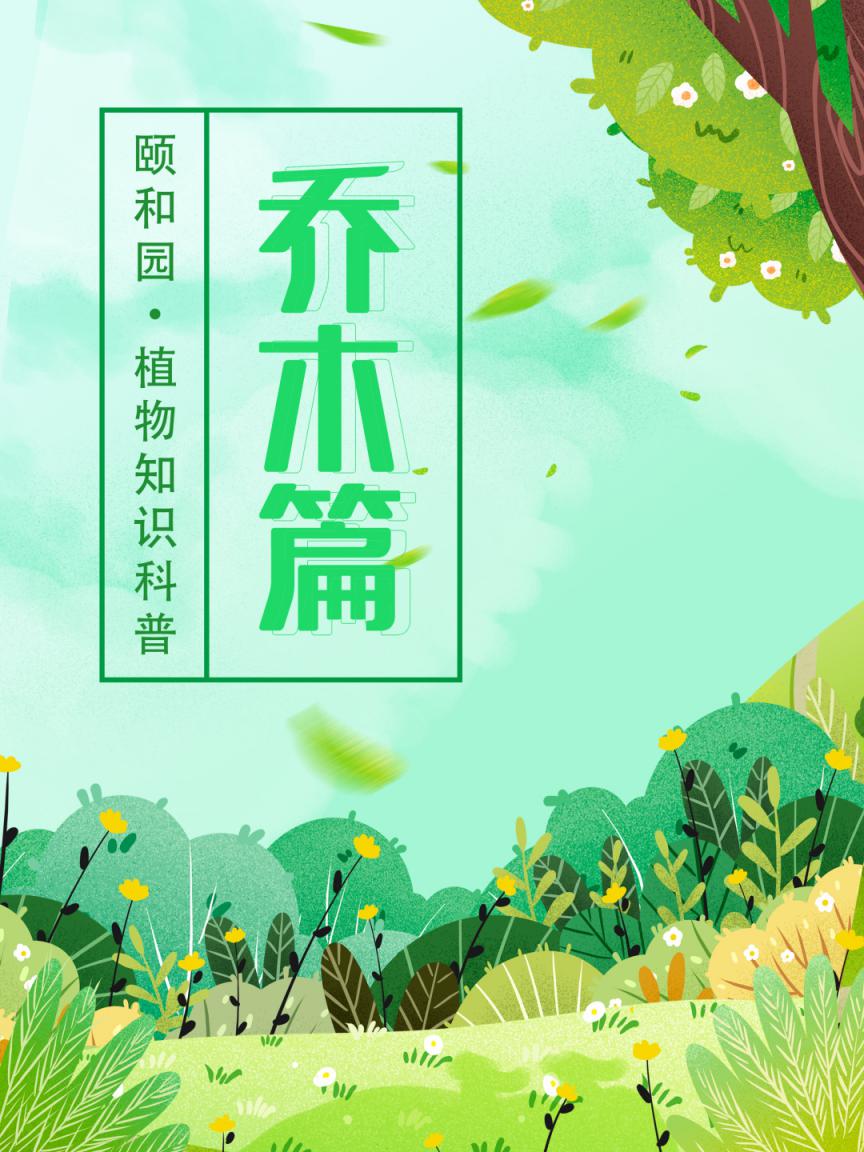 颐和微科普|颐和园里常见的植物——乔木篇(一)
