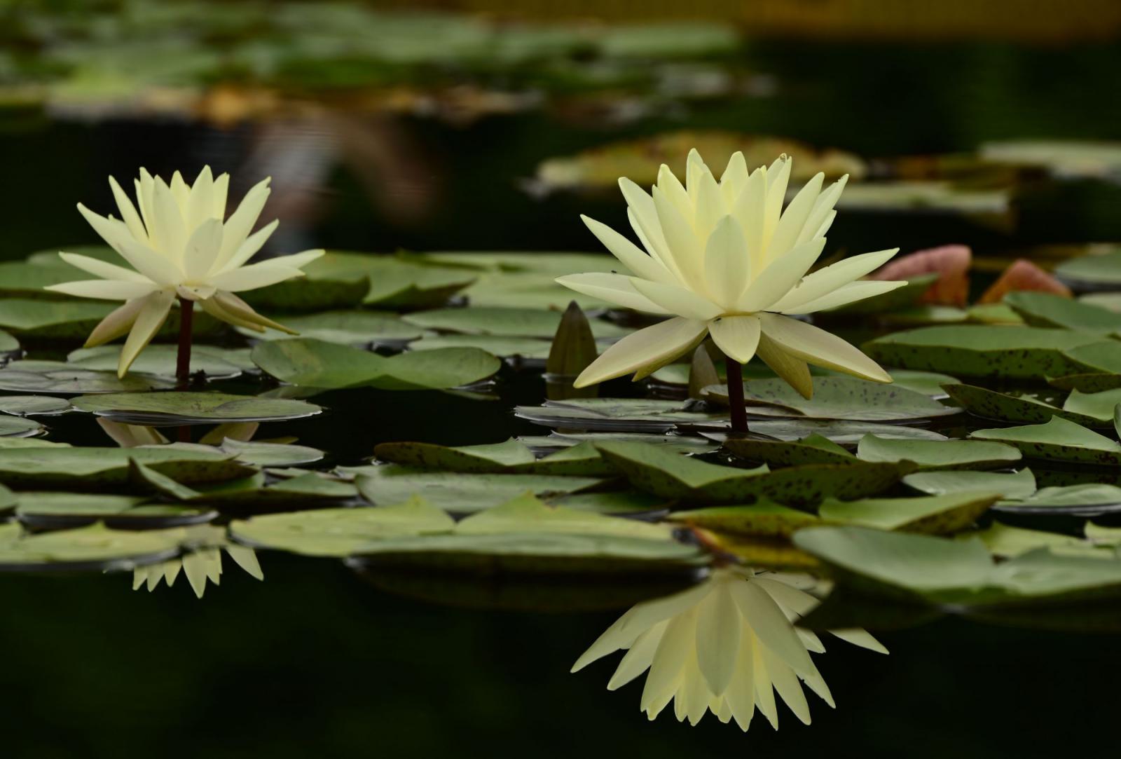 接天莲叶无穷碧~初秋睡莲点缀平静湖面!